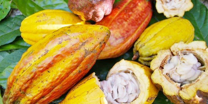 El cacao impulsa exportaciones agropecuarias que crecieron un 36.9%