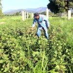 Productores de habichuelas en San Juan piden fijar precios