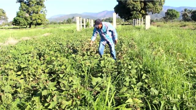 Productores de habichuelas en San Juan piden fijar precios