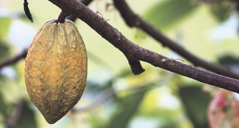 ¿Cuándo renovaremos las plantaciones de cacao del país?