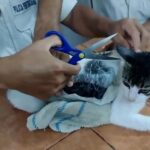 La Policía detiene a 'Narco-Michi', un gato que introducía droga en una cárcel de Costa Rica