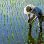 Instituto Agrario Dominicano  (IAD)tiene quien le escriba