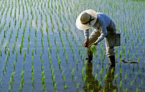 Instituto Agrario Dominicano  (IAD)tiene quien le escriba
